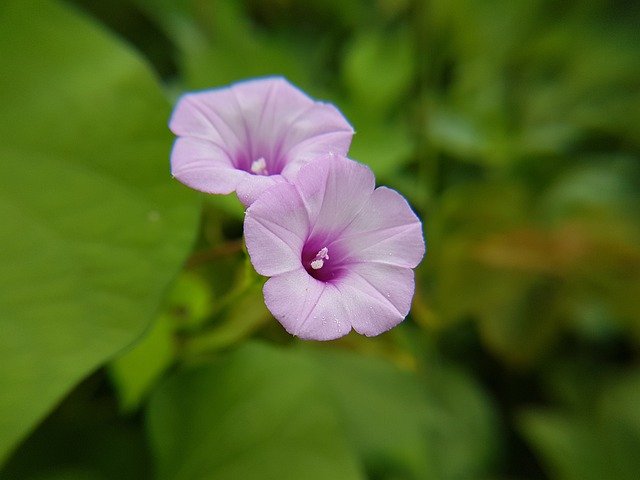 Free download Violet Flower Wildflowers -  free photo or picture to be edited with GIMP online image editor