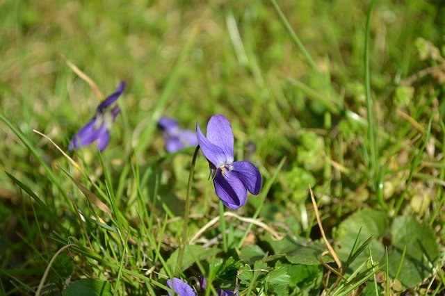 Free download Violet March Violets Scented -  free photo or picture to be edited with GIMP online image editor