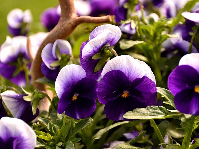 Free download Violet Pansy Spring Flower -  free photo or picture to be edited with GIMP online image editor