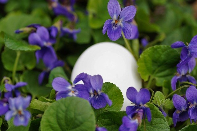 Free download Violets Eggs White -  free photo or picture to be edited with GIMP online image editor