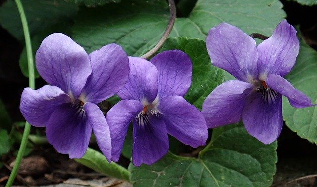 Free download Violets Flowers Fragrant -  free photo or picture to be edited with GIMP online image editor