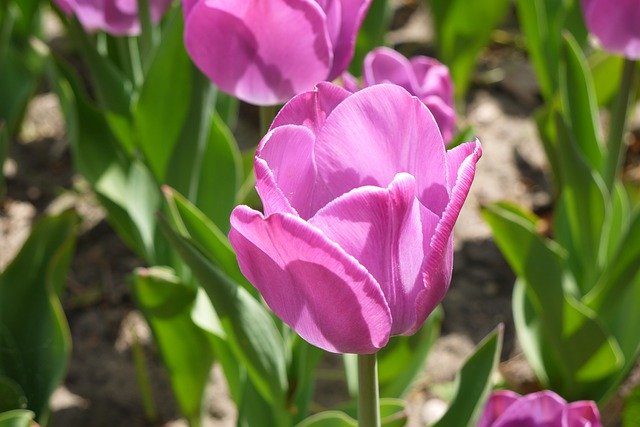 Free download Violet Tulip Closeup -  free photo or picture to be edited with GIMP online image editor