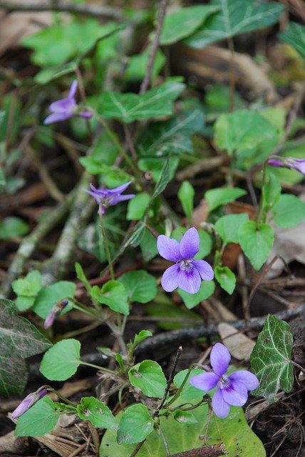 Free download Violet Woodland Flower -  free photo or picture to be edited with GIMP online image editor