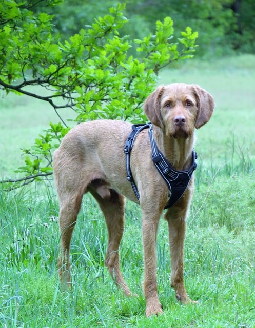 Free download vizsla dog domestic animal free picture to be edited with GIMP free online image editor