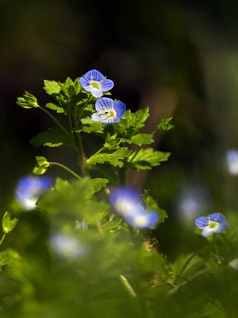 Free download Véronique Flower Blue -  free photo or picture to be edited with GIMP online image editor