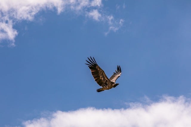 Free download vulture bird sky flying animal free picture to be edited with GIMP free online image editor