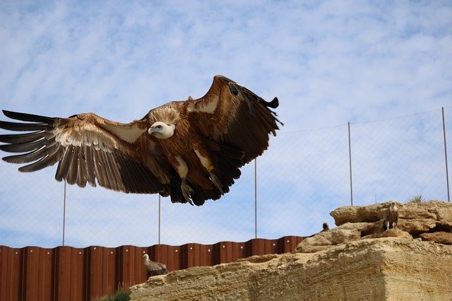 Free download Vulture Bird Zoo -  free photo or picture to be edited with GIMP online image editor