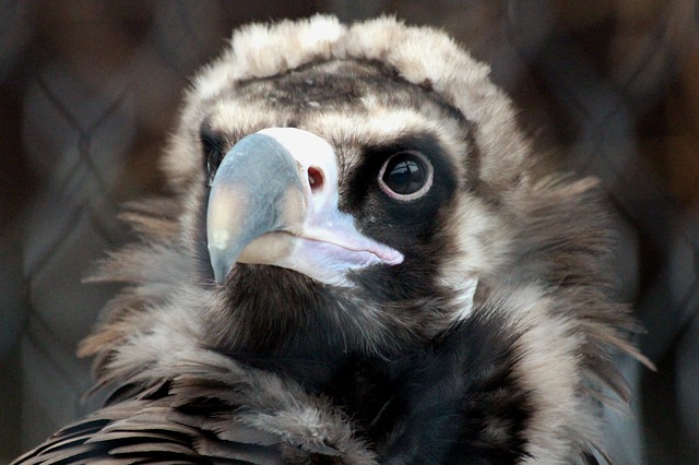 Free download vulture black vulture free picture to be edited with GIMP free online image editor