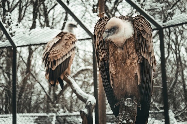 Free download vulture feathers predator hunter free picture to be edited with GIMP free online image editor