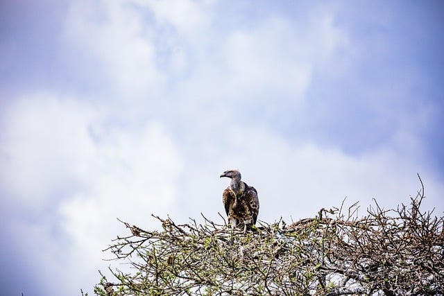 Free download vulture wild animal wilderness free picture to be edited with GIMP free online image editor