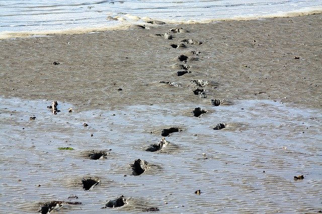 Free download Wadden Sea Footprints North -  free photo or picture to be edited with GIMP online image editor