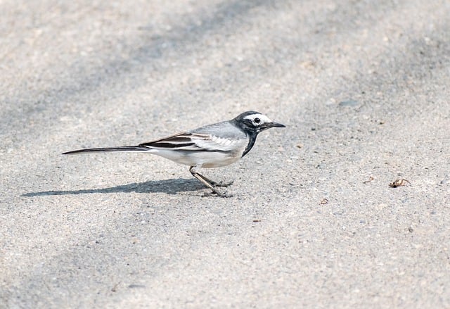 Free download wagtail masked wagtail bird free picture to be edited with GIMP free online image editor