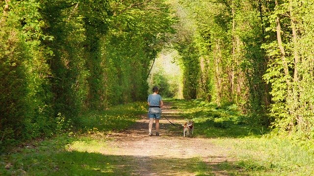 Free download Walking In The Forest Dogs With -  free photo or picture to be edited with GIMP online image editor