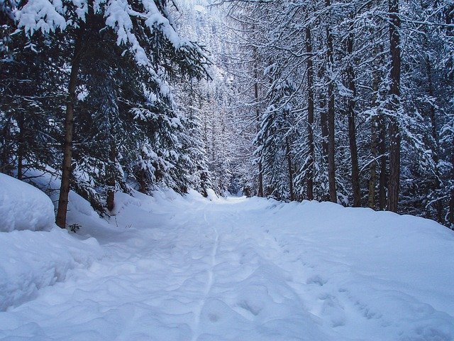 Free download Walking Path Snow Trees -  free photo or picture to be edited with GIMP online image editor