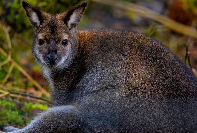 Free download wallaby marsupial red necked wallaby free picture to be edited with GIMP free online image editor