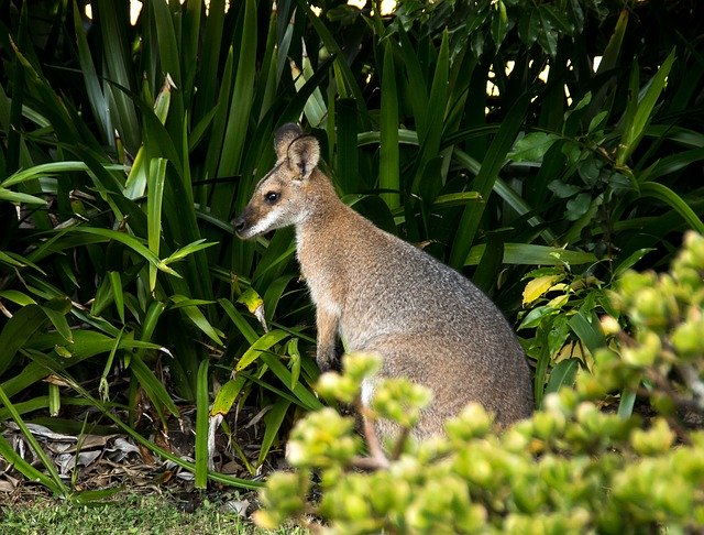 Free download Wallaby Rednecked -  free photo or picture to be edited with GIMP online image editor