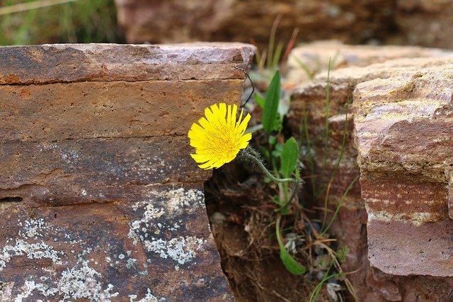 Free download Wall Flower Macro Stone -  free photo or picture to be edited with GIMP online image editor