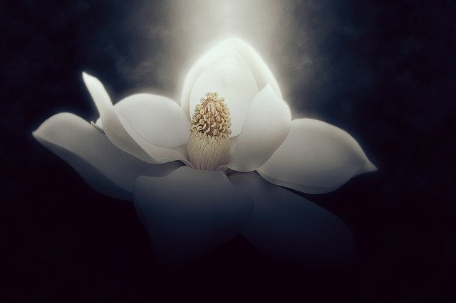 Free download Wallpaper Background Magnolia -  free photo or picture to be edited with GIMP online image editor