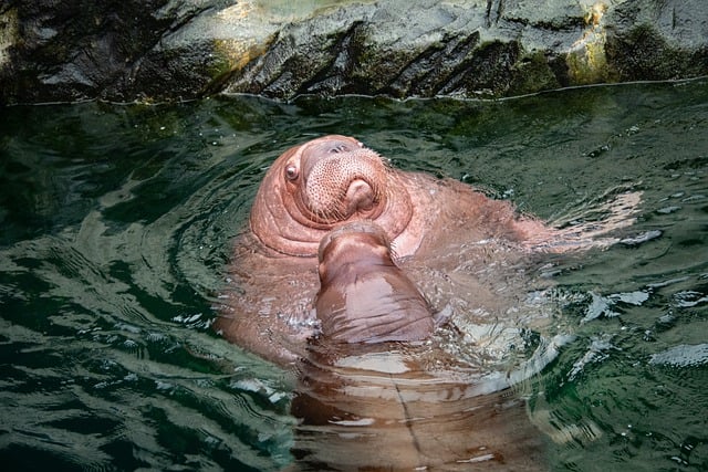 Free download walrus seal species zoo river free picture to be edited with GIMP free online image editor