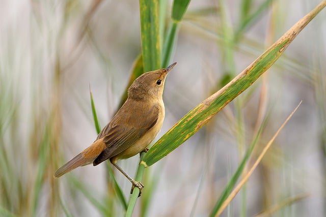 Free download warbler bird reed animal wildlife free picture to be edited with GIMP free online image editor