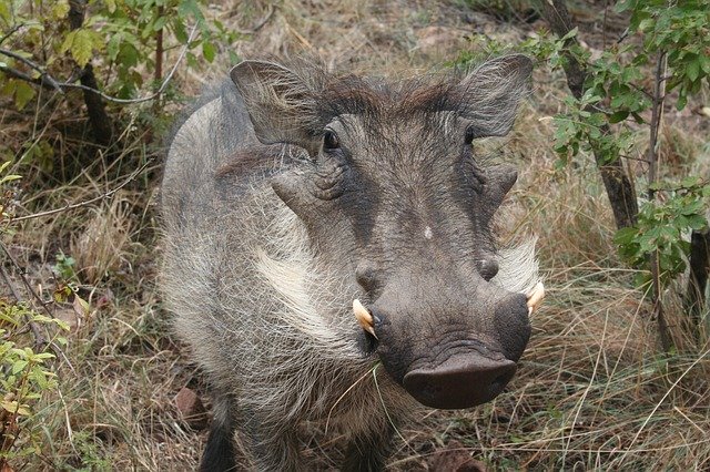 Free download Warthog Animal Africa -  free photo or picture to be edited with GIMP online image editor