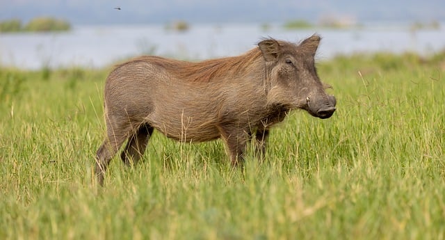 Free download warthog wild boar meadow pumba free picture to be edited with GIMP free online image editor