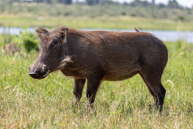 Free download warthog wild boar pumba wildlife free picture to be edited with GIMP free online image editor