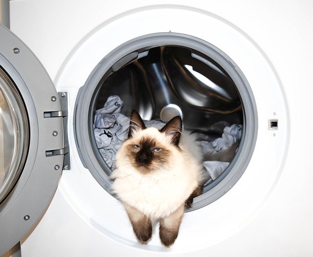 Free download Washing Machine Wash Cat The -  free photo or picture to be edited with GIMP online image editor