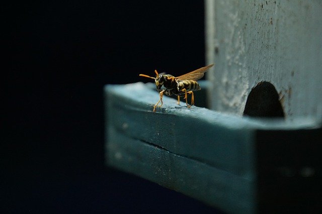 Free download wasp field wasp insect hive free picture to be edited with GIMP free online image editor