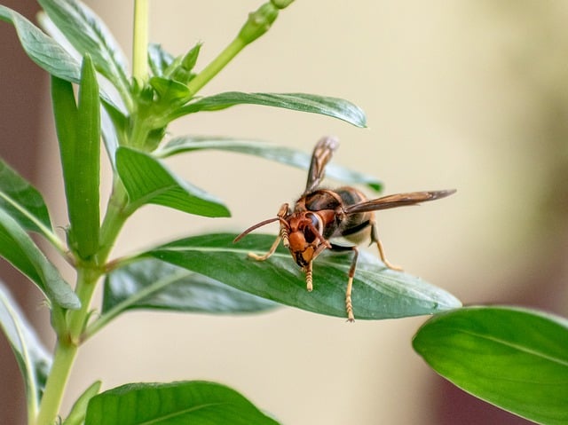 Free download wasp hornet bee macro pollinate free picture to be edited with GIMP free online image editor