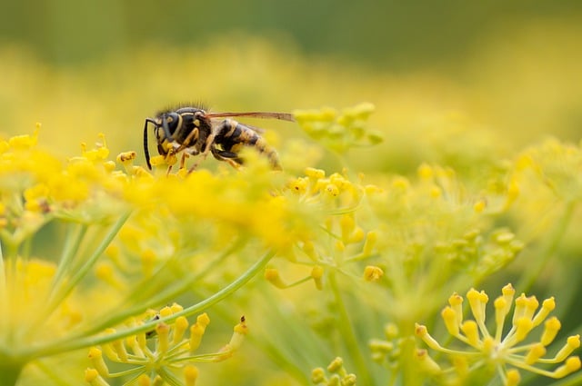 Free download wasp insect blossom nature free picture to be edited with GIMP free online image editor