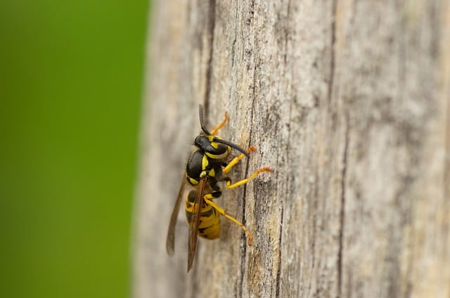 Free download wasp insect entomology close up free picture to be edited with GIMP free online image editor