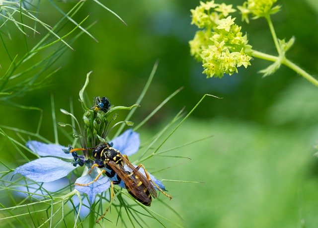 Free download Wasp Insect Flower -  free photo or picture to be edited with GIMP online image editor