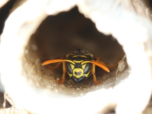 Free download Wasp Insect Hotel Nature -  free photo or picture to be edited with GIMP online image editor