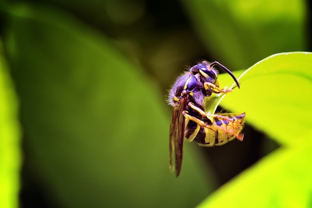 Free download wasp leaves insect green nature free picture to be edited with GIMP free online image editor