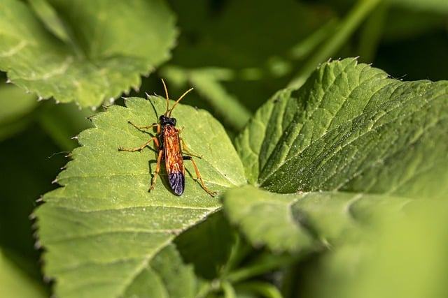 Free download wasp leaves insect macro nature free picture to be edited with GIMP free online image editor