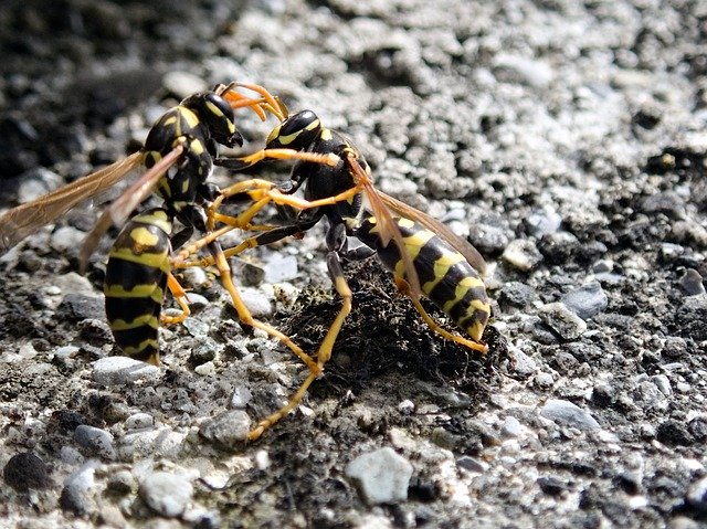 Free download Wasps Insect Fight -  free photo or picture to be edited with GIMP online image editor