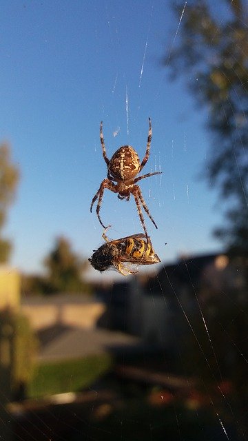 Free download Wasp Spider Cobweb -  free photo or picture to be edited with GIMP online image editor