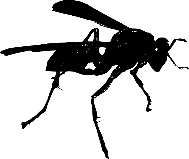 Free download Wasp Wings Insect - Free vector graphic on Pixabay free illustration to be edited with GIMP free online image editor