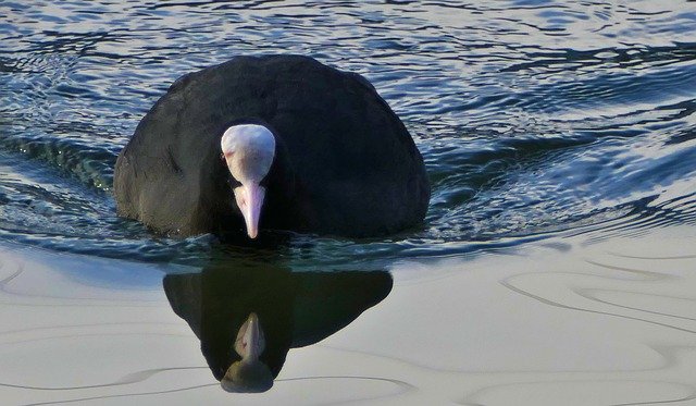 Free download Water Bird Coot -  free photo or picture to be edited with GIMP online image editor