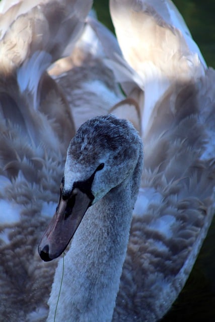 Free download water bird plumage nature mute swan free picture to be edited with GIMP free online image editor