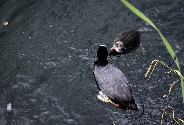 Free download Water Bird Pond Coot -  free photo or picture to be edited with GIMP online image editor