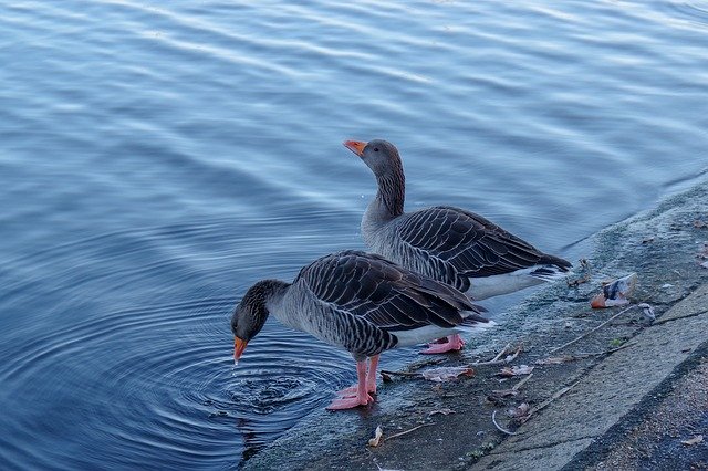 Free download Water Birds Calm -  free photo or picture to be edited with GIMP online image editor