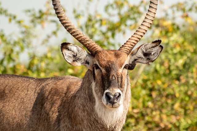 Free download waterbuck wildlife antelope safari free picture to be edited with GIMP free online image editor