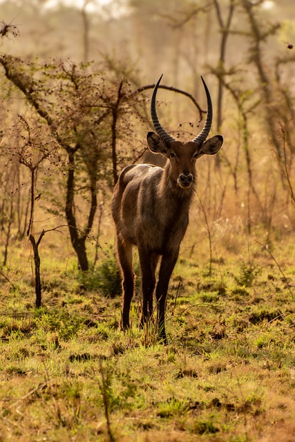 Free download waterbuck wildlife safari nature free picture to be edited with GIMP free online image editor