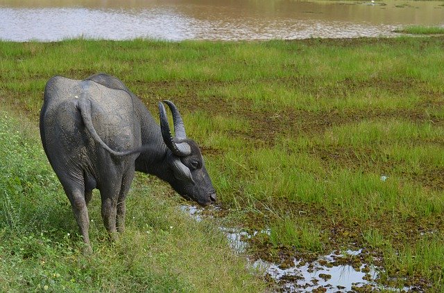 Free download Water Buffalo Sri Lanka Rice -  free photo or picture to be edited with GIMP online image editor