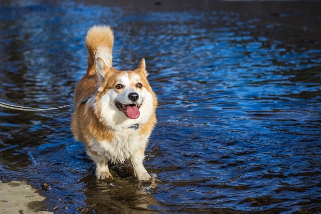 Free download water corgi dog canine river free picture to be edited with GIMP free online image editor