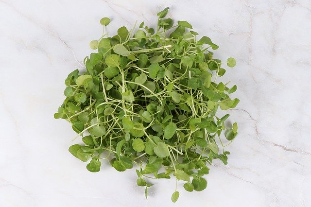 Free download Watercress Crazy La Cresson Water -  free photo or picture to be edited with GIMP online image editor