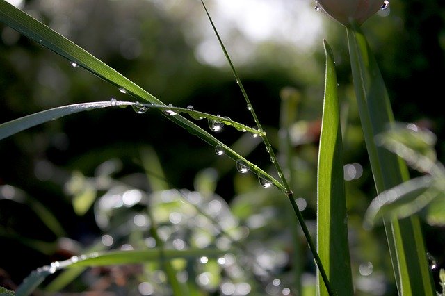 Free download Water Drip Green -  free photo or picture to be edited with GIMP online image editor