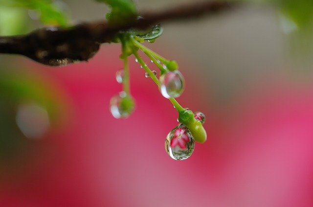 Free download Waterdrop Flowers Plant -  free photo or picture to be edited with GIMP online image editor